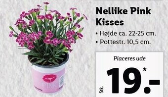 Lidl Nellike pink kisses tilbud