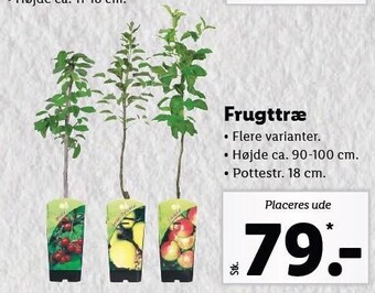 Lidl Frugttræ tilbud