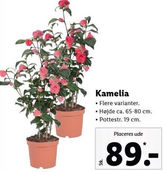 Lidl Kamelia tilbud