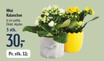 Føtex Mini kalanchoe tilbud