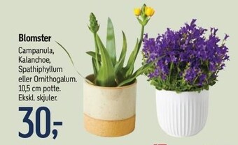 Føtex Blomster tilbud