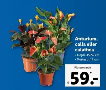Anturium,Calla eller Calathea