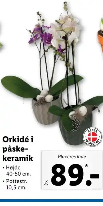 Lidl Orkidé i Påskekeramik tilbud