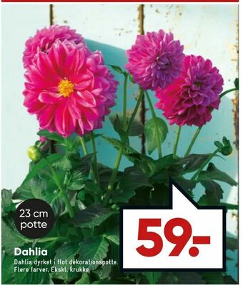 Bilka Dahlia tilbud