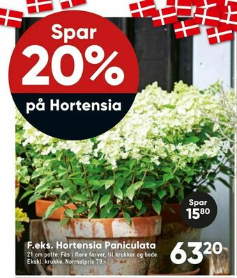 Bilka Hortensia Paniculata tilbud