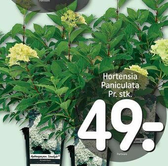 REMA 1000 Hortensia Paniculata tilbud