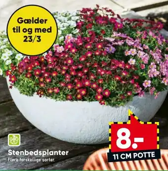 Stenbedsplanter