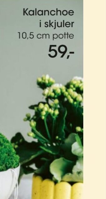 Bilka Kalanchoe i Skjuler tilbud
