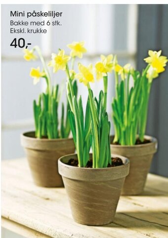Bilka Mini Påskeliljer tilbud