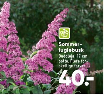 Bilka Sommerfuglebusk tilbud