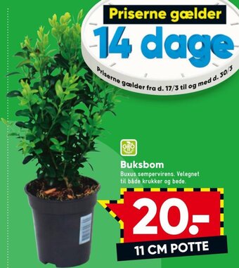 Bilka Buksbom tilbud