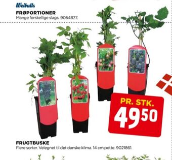 Ukendt frugtbusk