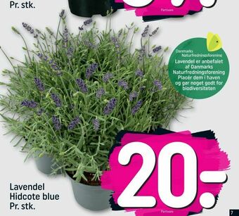 REMA 1000 Lavendel Hidcote blue tilbud