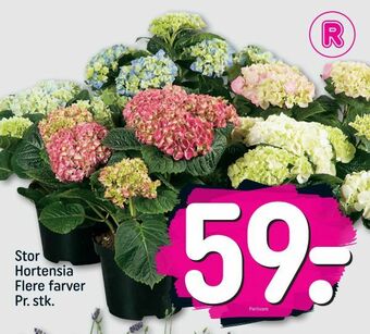 REMA 1000 Stor Hortensia tilbud