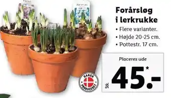 Lidl Forårsløg i Lerkrukke tilbud