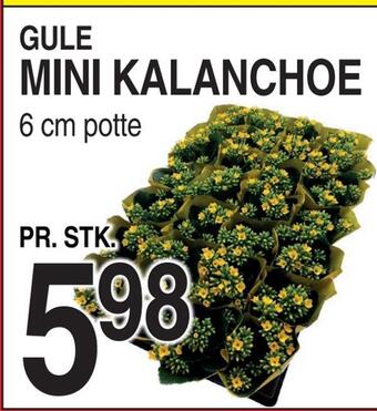ABC Lavpris Mini kalanchoe tilbud