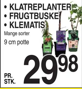 Klatreplanter • frugtbuske • klematis