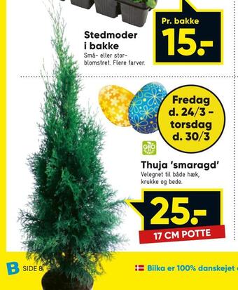 Thuja 'smaragd'