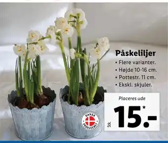Lidl Påskeliljer tilbud