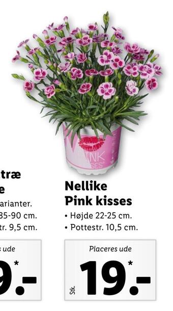 Lidl Nellike pink kisses tilbud