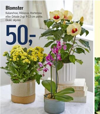 Føtex Blomster tilbud