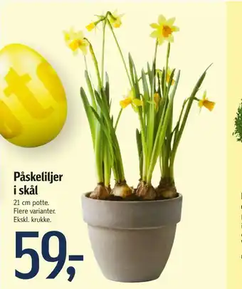 Føtex Påskeliljer i skål tilbud