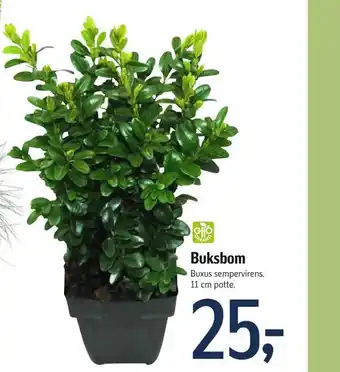 Føtex Buksbom tilbud