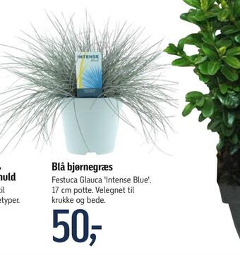 Føtex Blå bjørnegræs tilbud
