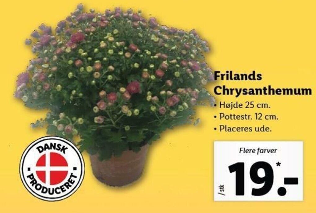 Frilands Chrysanthemum tilbud hos Lidl