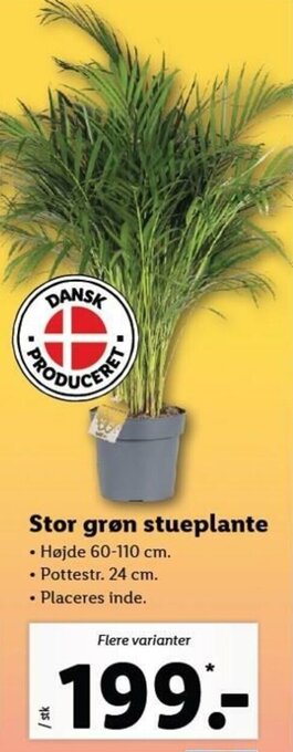 Lidl Stor Grøn Stueplante tilbud