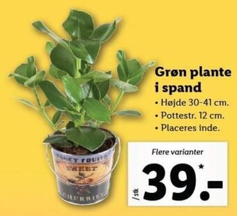 Lidl Grøn Plante I Spand tilbud
