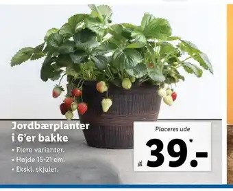 Lidl Jordbærplanter i 6'er Bakke tilbud