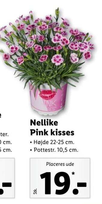 Nellike Pink Kisses