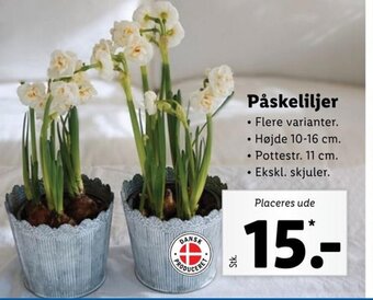 Lidl Påskeliljer tilbud