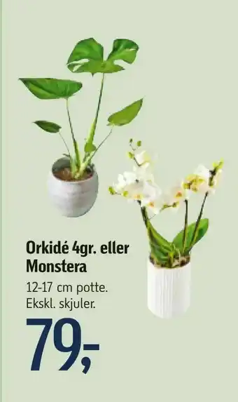 Føtex Orkidé 4gr. eller Monstera tilbud