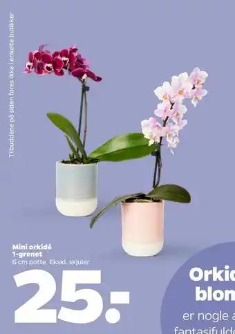 Netto Mini orkidé 1-grenet tilbud