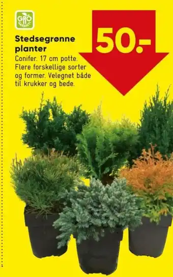Bilka Stedsegrønne Planter tilbud