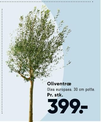 Oliventræ