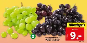 Grappoloni eller Palieri vindruer