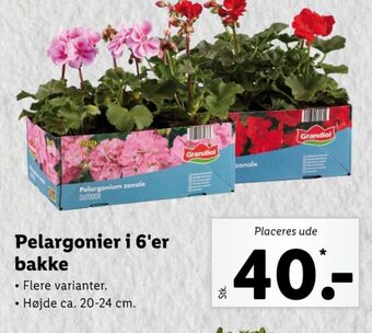 Ukendt planter