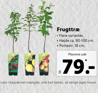 Lidl Ukendt frugttræ tilbud