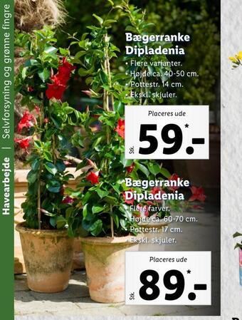 Bægerranke dipladenia
