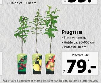 Lidl Frugttræ tilbud