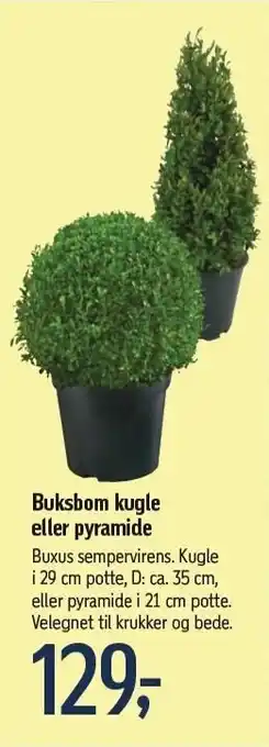Føtex Buksbom kugle el. pyramide tilbud
