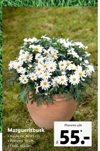 Ukendt planter