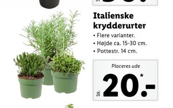 Lidl Ukendt planter tilbud
