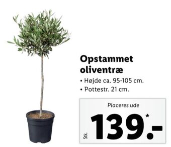 Lidl Ukendt planter tilbud