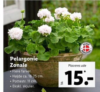 Lidl Pelargonie Zonale tilbud