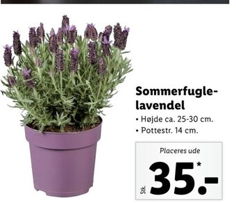 Lidl Sommerfuglelavendel tilbud