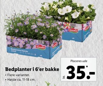 Lidl Bedplanter i 6'er Bakke tilbud